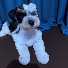 Bell - Parti female Miniature Schnauzer puppy in Kentucky from Mrs Bs Teeny Schnauzers & Doodles