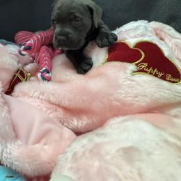 Red - Gray female Cane Corso puppy in Crawfordsville, Indiana from Silverstone Cane Corso