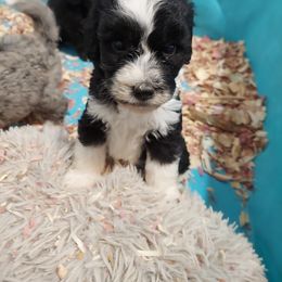 Aussiedoodle Puppies from S & L Oodles of Doodles