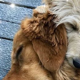 Goldendoodles from SunnyDoodle