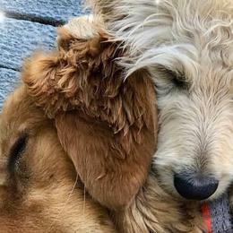 Goldendoodles from SunnyDoodle