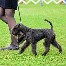 Peggy - Lakeland Terrier