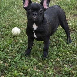Cindy - Brindle female French Bulldog puppy in Capitol Heights, Maryland from Heritage Bully Co.