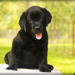 Lime Collar Male - Black male Labrador Retriever puppy in Huntington, Texas from Soggy Bottom Retrievers