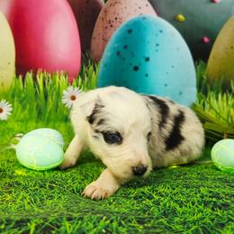 Cricket - Blue merle female Border Collie puppy in Avilla, Indiana from Borderline Kennels