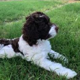 Labradoodle Puppies from Delta Breeze Labradoodles