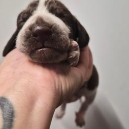 Claus - White and chestnut male Bracco Italiano puppy in Silver Summit, Utah from Snow Peak Kennel