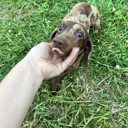 Bingo - Dachshund