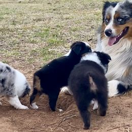 Australian Shepherd, Miniature Australian Shepherd, and Toy Australian Shepherd Puppies from Hunt Farms Mini Aussies