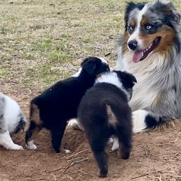 Australian Shepherd, Miniature Australian Shepherd, and Toy Australian Shepherd Puppies from Hunt Farms Mini Aussies