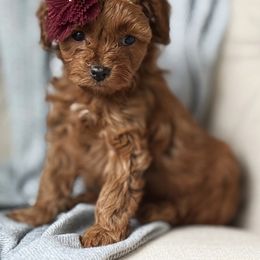 Faith (Purple Collar Female) - Red female Cavapoo puppy in Pleasant Hill, Iowa from Harvest Creek