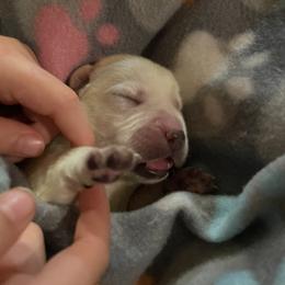 Labrador Retriever Puppies from Pea Ridge Labradors