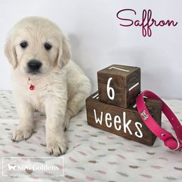 Saffron - Light golden female Golden Retriever puppy in Carthage, Missouri from SDG Goldens
