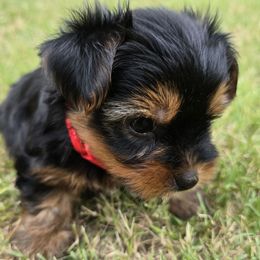 Linton - Black and tan male Yorkshire Terrier puppy in Aiken, South Carolina from Yorkshires Yorkies