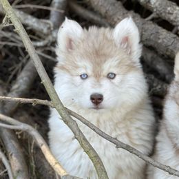 Ariel - Red and white Siberian Husky puppy in Everett, Washington from Addison Grove Huskies