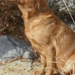 Dilute Retrievers and Labrador Retrievers from Jobs Peak Labradors