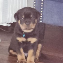 Boy 3 - Rottweiler puppy in San Antonio, Texas from Angel Rottweilers