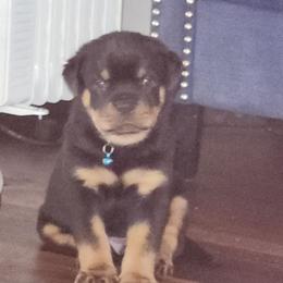 Boy 3 - Rottweiler puppy in San Antonio, Texas from Angel Rottweilers