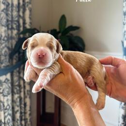Chai- Bugundy collar male - Parti female Goldendoodle puppy in Oswego, New York from Kings Royal Mini Doodles by King Farms
