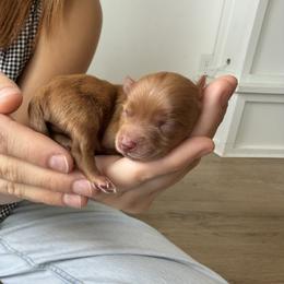 Boy 1 - Sable male Yorkshire Terrier puppy in Elk Ridge, Utah from Janita's Yorkshire Terriers