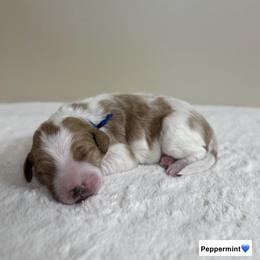 Peppermint - Parti male Goldendoodle puppy in Crothersville, Indiana from Wischmeier’s Doodles