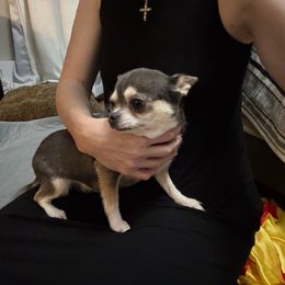 Noelle - Chihuahua