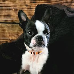 Chiquita - Boston Terrier