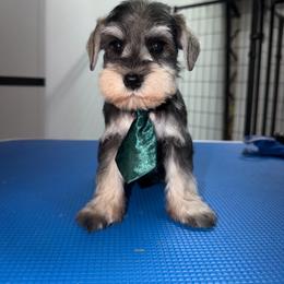 GM Male - Salt and pepper male Miniature Schnauzer puppy in Springdale, Arkansas from Rc Kennels