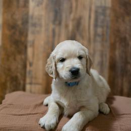 Shelton - Golden male Golden Retriever puppy in Fruitland, Idaho from Bethel Retrievers