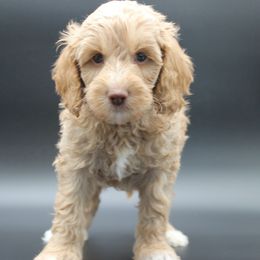 Kuiper - Gold male Australian Cobberdog puppy in Bellingham, Minnesota from Whispering Prairie Australian Cobberdog