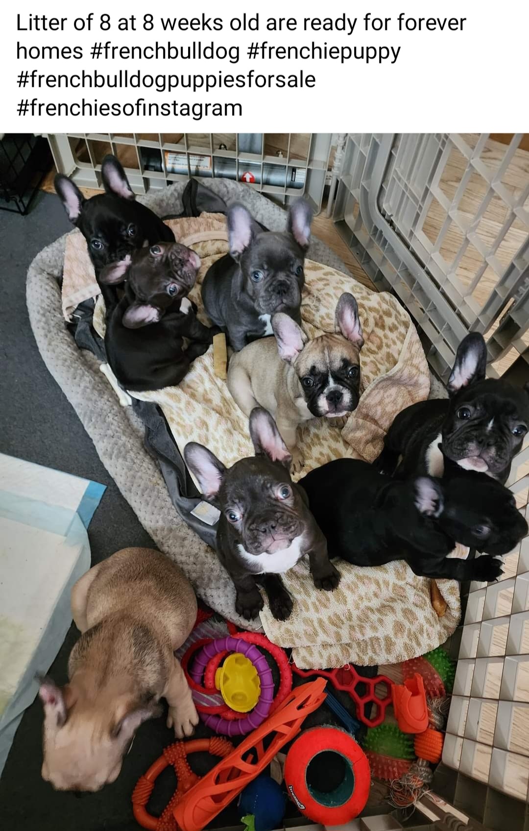 French Bulldog Puppies from TOP Bred Frenchies by Jill