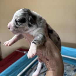 Little Gus - Blue merle male Australian Shepherd puppy in Covington, Texas from Hawk Hill Australian Shepherds