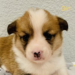 Girl 1 - Pembroke Welsh Corgi puppy in Solano County, California from Early Spring Corgis