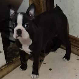 LOUISE - Black and white female Boston Terrier puppy in Anderson, South Carolina from Lola’s House of Bostons & Rescue
