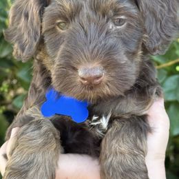 Blue  collar - Chocolate male Australian Labradoodle puppy in Fontana, California from Grammy's Puppy Love doodles and poodles