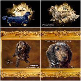 Rose - Brindle female Dachshund puppy in Splendora, Texas from Ram’s Kennels