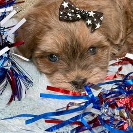 Blueberry - Blue female Havanese puppy in Wappapello, Missouri from Titanium Havanese LLC