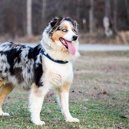 Charlotte - Australian Shepherd