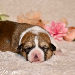 Cinnamon - Red male Pembroke Welsh Corgi puppy in East Canton, Ohio from Victorian Farms