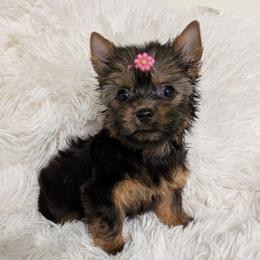 Tink-Tiny Pet only - Black and gold female Yorkshire Terrier puppy in Gatesville, Texas from KontryKritterz Yorkies