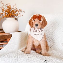 Almond - Apricot female Goldendoodle puppy in Cold Spring, Minnesota from A.N.A. Doodles