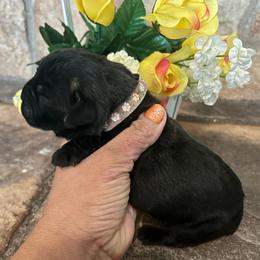 Light pink collar - Black brindle female Cane Corso puppy in Tucson, Arizona from Cane Corso Friends