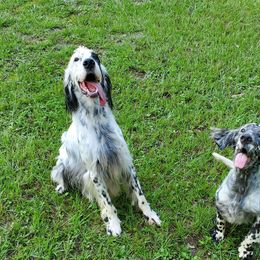 English Setters, Golden Retrievers, and Gordon Setters from Katherine Lirette