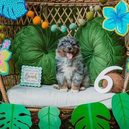 Cove - Blue merle female Australian Shepherd puppy in Eubank, Kentucky from Ashlee's Aussies