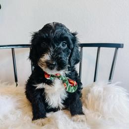 Joey - Black and white male Sheepadoodle puppy in Republic, Missouri from DOOD & Co