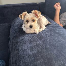 Parti female - Parti female Yorkshire Terrier puppy in Pikeville, North Carolina from A Yorkie’s World