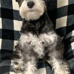 Miniature Schnauzers from Johnson Schnauzers