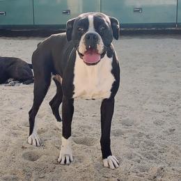 Oreo - Boxer