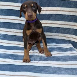 Twix - Red and rust female Doberman Pinscher puppy in Ludowici, Georgia from Royal Destiny Kennels