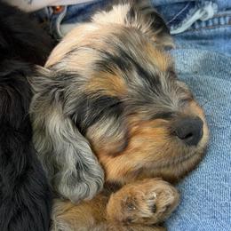 Shaq - Blue merle male Aussiedoodle puppy in Campbell, California from Mini AussieDoodle Puppies